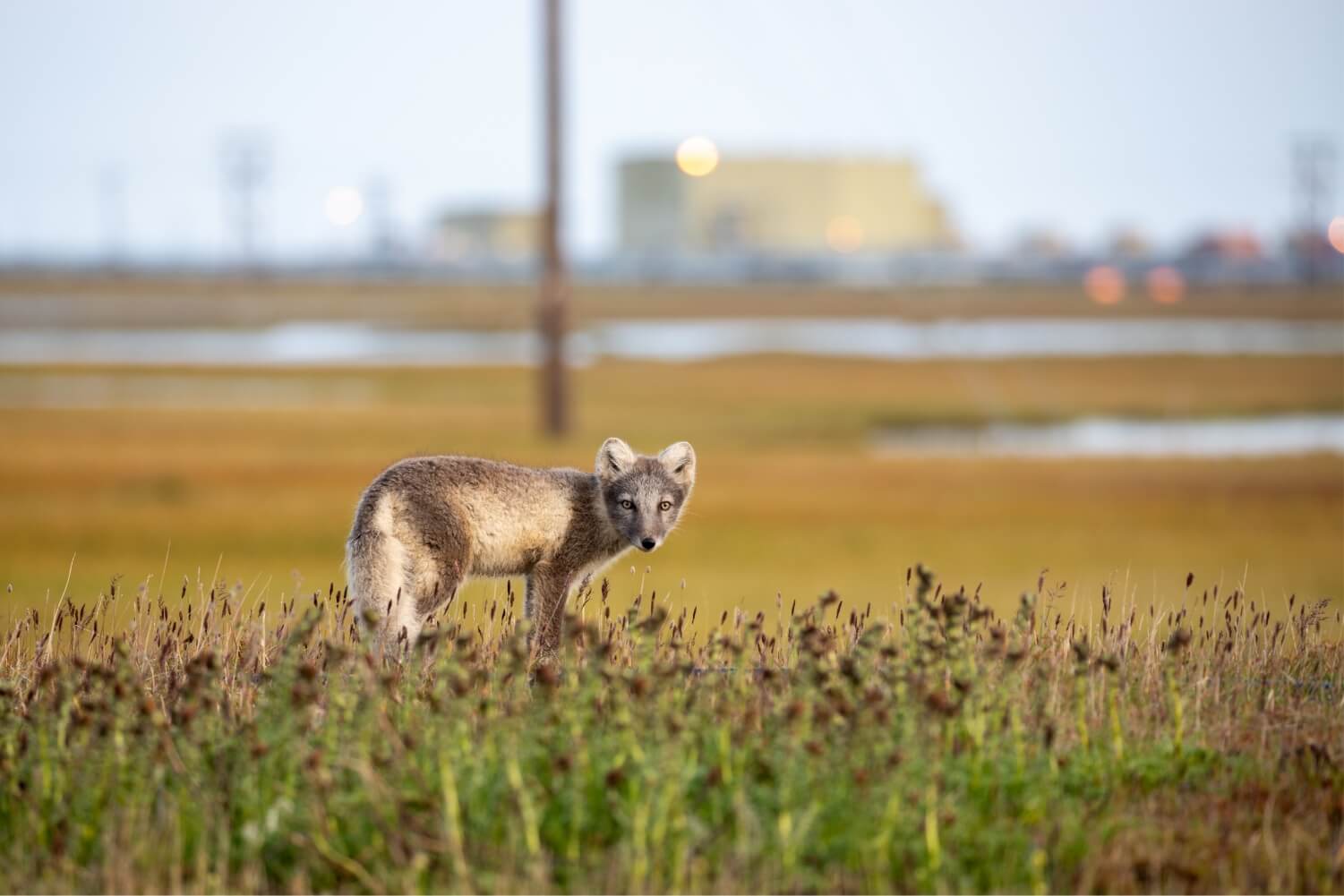 Wildlife